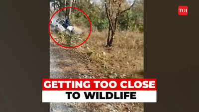 Video: Rhinos charge at safari vehicles, jeep topples over