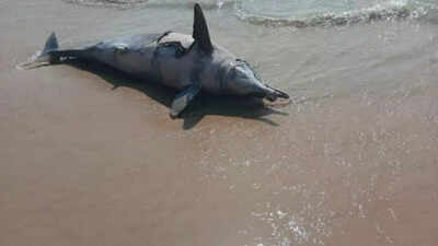 Dolphin carcass washed ashore at Karnataka's Tannirbhavi beach