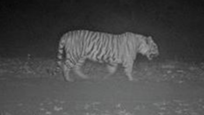 Covering 120 km, tiger from Rajaji National Park in Uttarakhand reaches Himachal Pradesh