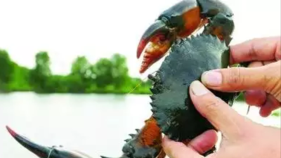 Dharwad farmer ventures into crab cultivation