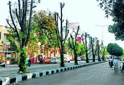 Planted for greenery, they are now a nuisance