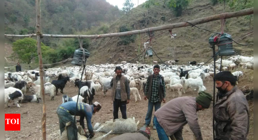 Sheep rearing a significant component of rural economy in Himachal ...