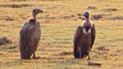 Vulture Population In Western Ghats Down From 10,000 To Hundreds ...