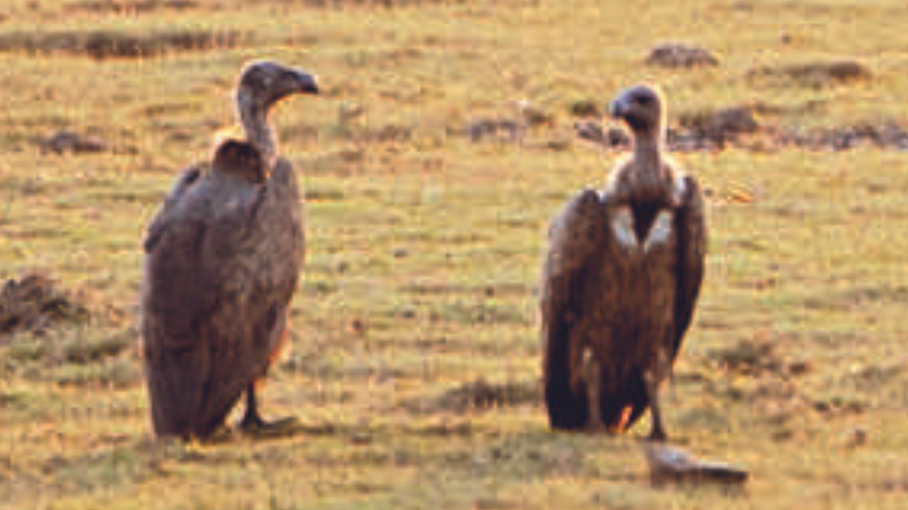 Vulture population in Western Ghats down from 10,000 to hundreds ...
