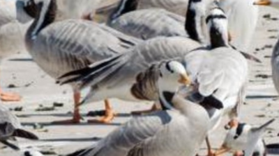 Migratory birds in Uttarakhand start leaving as temperature rises