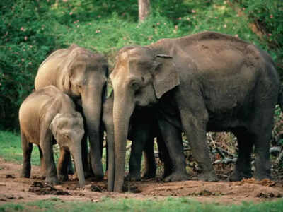 NITK, Surathkal team with thermal drones helps to track wild elephants