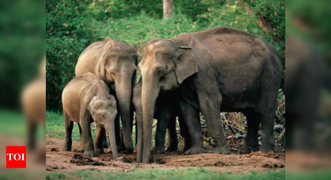 NITK, Surathkal team with thermal drones helps to track wild elephants – Times of India