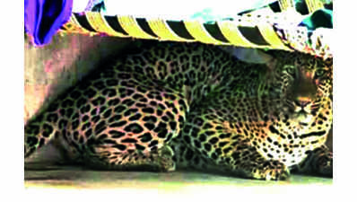 Wildlife experts to research why leopards prowling in cities