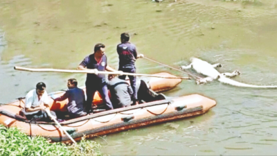 11-foot-long crocodile found dead in Vadodara