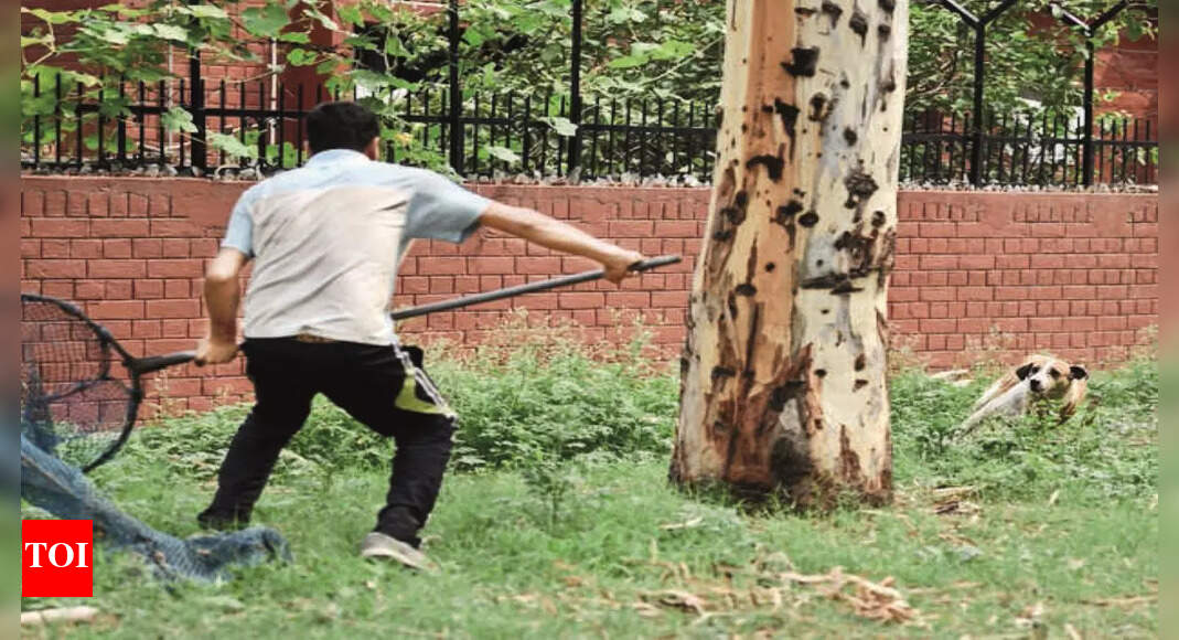 Dog bite cases soar, but no sterilisation in 17 months in Mohali