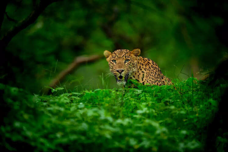 Kabini