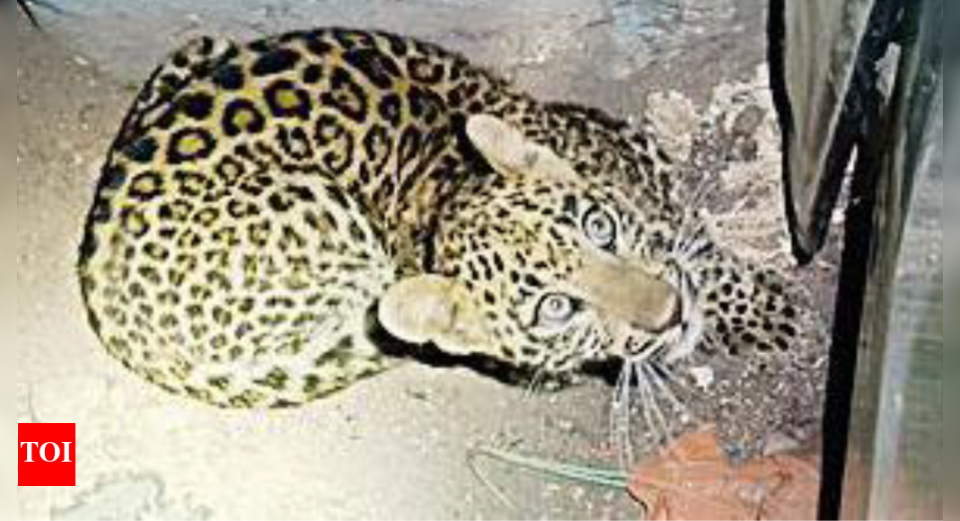 Leopard rescued from unused house | Nagpur News - Times of India