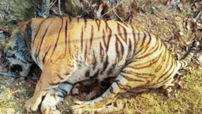 Full-grown tiger dies in Tadoba