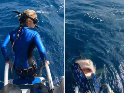 Watch Moment Huge Shark Jumps Onto Fishing Boat: 'We Were Lucky