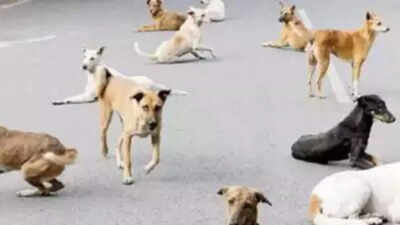 Dog owners to give undertaking in UP: New rules issued for pets, strays