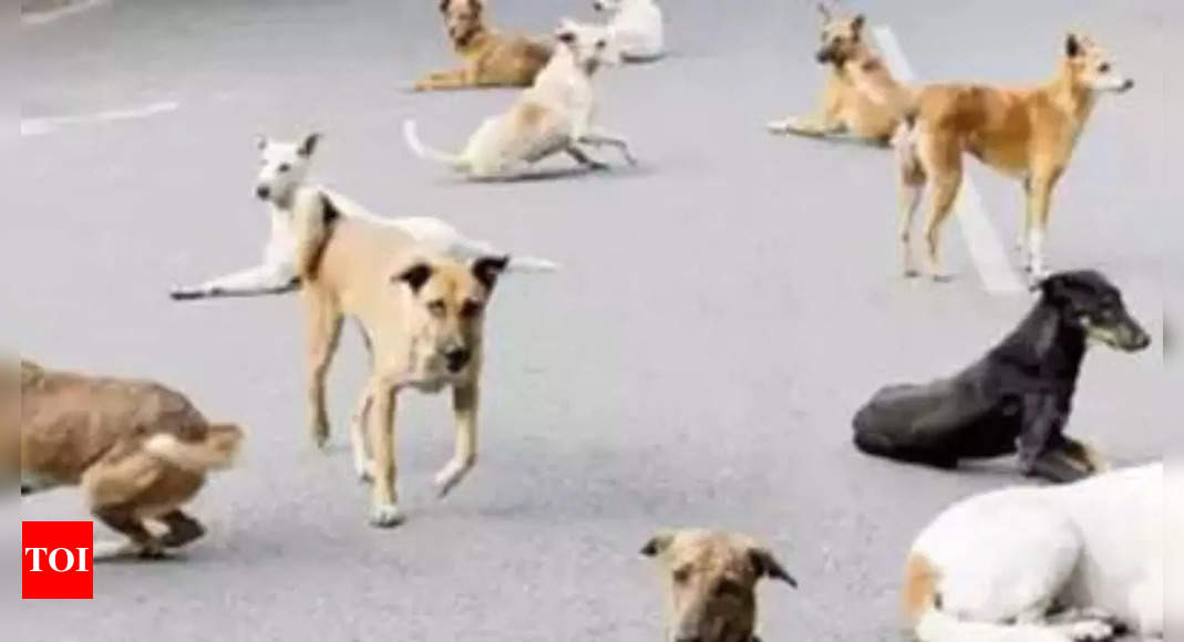 यूपी में कुत्ते के मालिक देंगे अंडरटेकिंग: पालतू जानवरों, आवारा कुत्तों के लिए जारी हुए नए नियम |  लखनऊ समाचार – टाइम्स ऑफ इंडिया