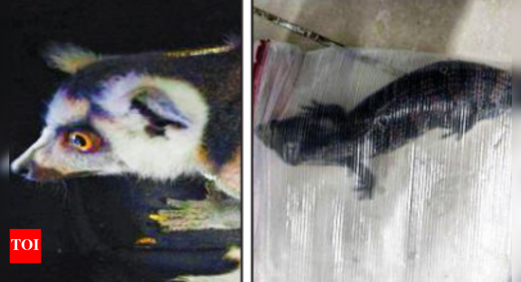Raccoon, tegu lizards seized at Chennai International Airport; 1 ...