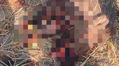Mother dies fighting off wild boar to save daughter in ...