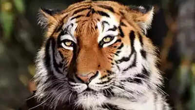 Royal Bengal Tiger sighted in in Keonjhar's near Ghatagaon