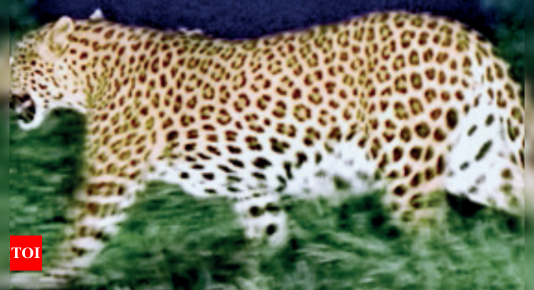 Rajasthan Notifies Leopard Loaded Forest In Jaipur As Conservation ...