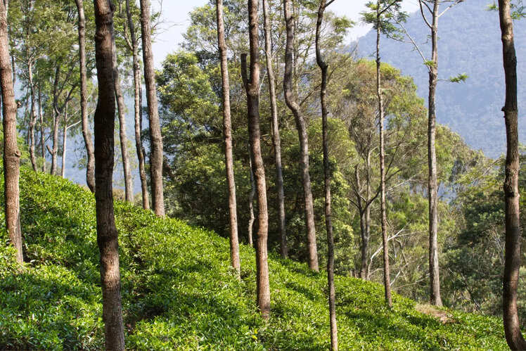 March travel: Enjoy quick visits to these pre-spring locations in India ...