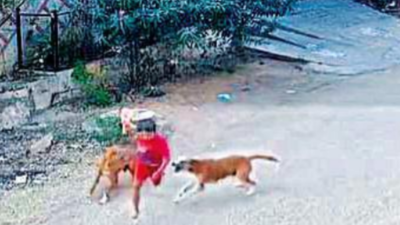 Dog Attack in Hyderabad: Two more stray dog attacks in Hyderabad, 3 kids  escape with injuries | Hyderabad News - Times of India