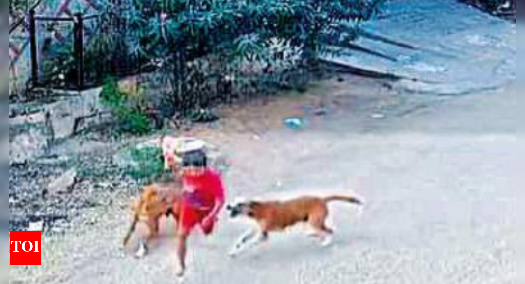 Dog Attack in Hyderabad Two more stray dog attacks in Hyderabad, 3