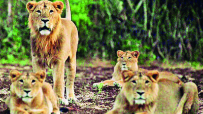 Gir lost 240 lions in 2 years, says Gujarat govt