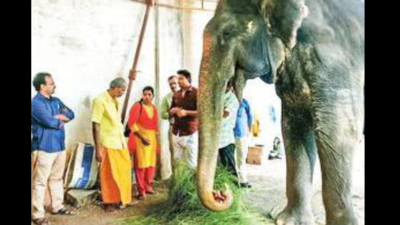 Madras high court : No more elephants for Tamil Nadu temples