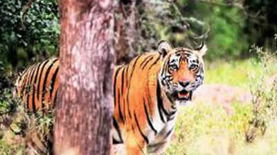 2 cubs spotted, Sariska tiger count touches a high of 27