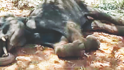 Male elephant found dead in Sirumugai forest range