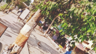 Alert resident saves jamun tree from smouldering charcoal