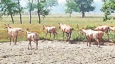 19 wild cows killed in US aerial shooting operation