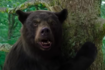 Checkout movie stills of the Hollywood movie 'Cocaine Bear'