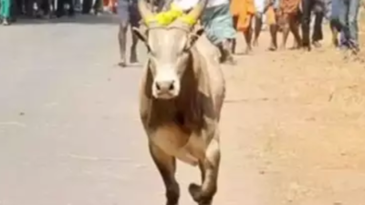 Seven-year-old boy gored to death by bull in Gujarat's Surendranagar