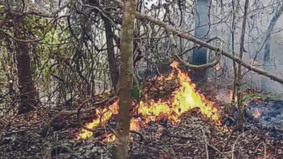 Greens write to PM Narendra Modi on poor management of forest fires