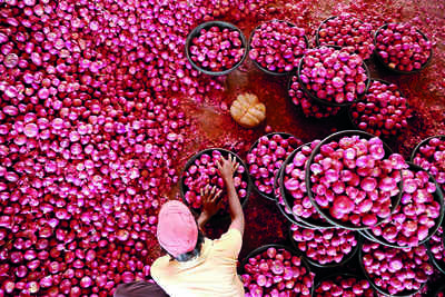 Relief for onion farmers, Nafed procurement pushes up price