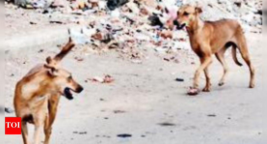 5-year-old boy injured in dog attack in Telangana | Hyderabad News ...