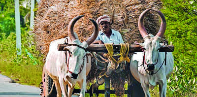 Farm mechanisation in Odisha triggers 31% fall in bullock population in 7 years
