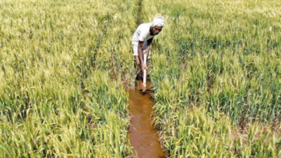 Early heatwave in 2 states threatens wheat crop yield