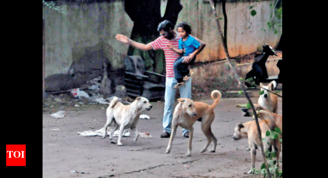 Vmc Plans To Curb Stray Dog Menace Vijayawada News Times of India