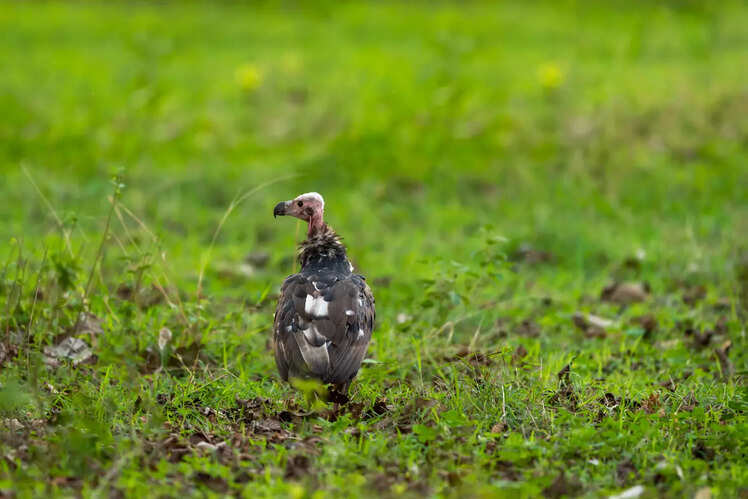 Birds of Bandhavgarh
