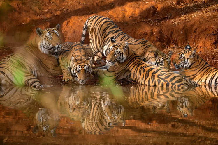 A quick guide to Bandhavgarh National Park | Times of India Travel