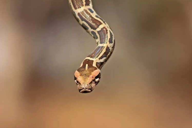 Reptiles of Bandhavgarh