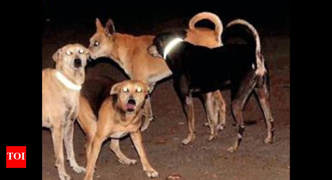Dog catcher squad in LDA apartment soon in Lucknow Lucknow News