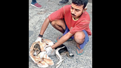 Joka: Cops Start Probe After 5 Pups Die In Joka Complex; 1 Rescued, Sent To  Ngo | Kolkata News - Times of India