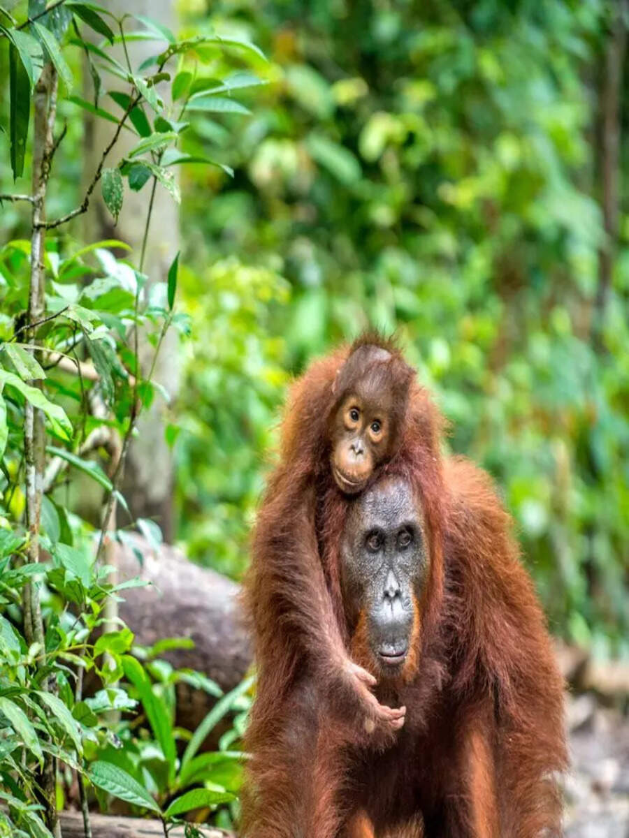 World Wildlife Day: A look at world’s most endangered species | Times ...