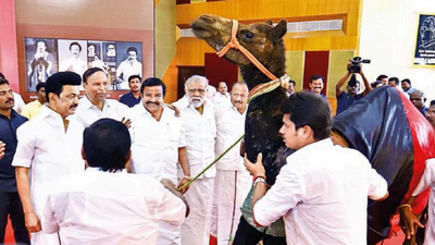 M K Stalin: Camel gifted to CM M K Stalin now at rescue shelter in Chennai's Uthukottai | Chennai News - Times of India