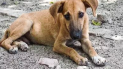 Maharashtra govt to launch 'stray dogs adoption scheme' in cities soon |  Mumbai News - Times of India