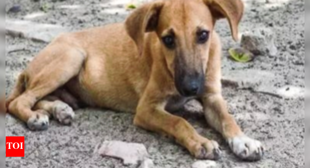 Maharashtra govt to launch ‘stray dogs adoption scheme’ in cities soon